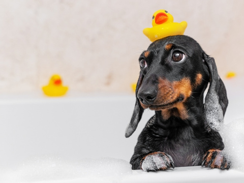 Hund in Badewanne zur Pflege